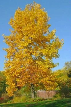 Tulip Poplar Tree - 3 Gallon Pot -Wilson Bros Gardens Shop liriodendron tulipifera yellow tulip poplar flower 7 2