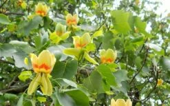Tulip Poplar Tree (Liriodendron Tulipifera) - 3 Pack Of 1.5 Quart Pots -Wilson Bros Gardens Shop liriodendron tulipifera yellow tulip poplar flower 8 1
