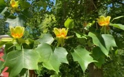 Tulip Poplar Tree (Liriodendron Tulipifera) - 3 Pack Of 1.5 Quart Pots -Wilson Bros Gardens Shop liriodendron tulipifera yellow tulip poplar flower 9 1