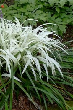 Okina Liriope (Frosted Monkey Grass) - 6 Pack Of 1 Gallon Pots