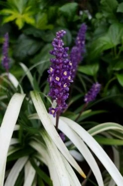 Okina Liriope (Frosted Monkey Grass) - 6 Pack Of 1 Gallon Pots -Wilson Bros Gardens Shop liriope muscari okina lilyturf 4 1