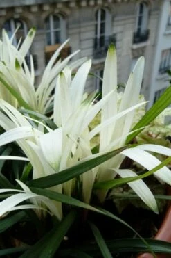 Okina Liriope (Frosted Monkey Grass) - 6 Pack Of 1 Gallon Pots -Wilson Bros Gardens Shop liriope muscari okina lilyturf 5 1