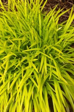 Gold Ingot Liriope (Golden Lilyturf) - 6 Pack Of 1 Gallon Pots -Wilson Bros Gardens Shop liriope muscari peedee ingot golden lilyturf 11