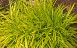 Gold Ingot Liriope (Golden Lilyturf) - 6 Pack Of 1 Gallon Pots -Wilson Bros Gardens Shop liriope muscari peedee ingot golden lilyturf 3