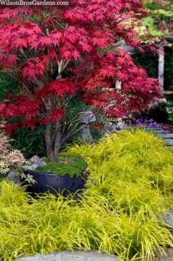 Gold Ingot Liriope (Golden Lilyturf) - 1 Gallon Pot -Wilson Bros Gardens Shop liriope muscari peedee ingot golden lilyturf 5