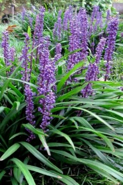 Royal Purple Liriope - Lilyturf - 18 Count Flats Of Pint Pots -Wilson Bros Gardens Shop liriope muscari royal purple lilyturf 102