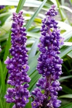 Royal Purple Liriope - Lilyturf - 18 Count Flats Of Pint Pots -Wilson Bros Gardens Shop liriope muscari royal purple lilyturf 103