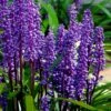Royal Purple Liriope - Lilyturf - 18 Count Flats Of Pint Pots