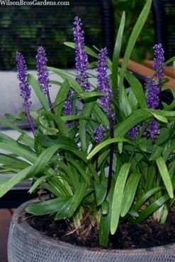 Royal Purple Liriope - Lilyturf - 18 Count Flats Of Pint Pots -Wilson Bros Gardens Shop liriope muscari royal purple lilyturf 106