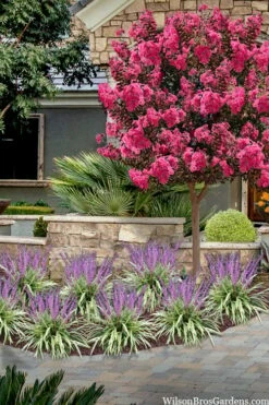 Variegated Liriope - Lilyturf - 72 Pack Of 3.5" Pint Pots -Wilson Bros Gardens Shop liriope muscari variegata variegated liriope lilyturf 2 4