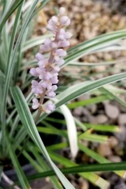 Silver Dragon Liriope - Lilyturf - 18 Count Flats Of Pint Pots -Wilson Bros Gardens Shop liriope spicata silver dragon lilyturf 100 1