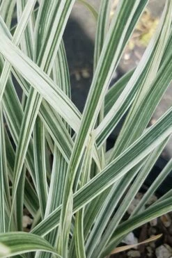 Silver Dragon Liriope - Lilyturf - 18 Count Flats Of Pint Pots -Wilson Bros Gardens Shop liriope spicata silver dragon lilyturf 101 1