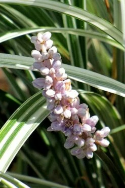 Silver Dragon Liriope - Lilyturf - 18 Count Flats Of Pint Pots -Wilson Bros Gardens Shop liriope spicata silver dragon lilyturf 102 1