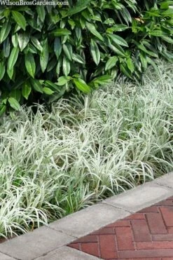 Silver Dragon Liriope - Lilyturf - 18 Count Flats Of Pint Pots -Wilson Bros Gardens Shop liriope spicata silver dragon lilyturf 106 1