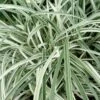 Silver Dragon Liriope - Lilyturf - 18 Count Flats Of Pint Pots