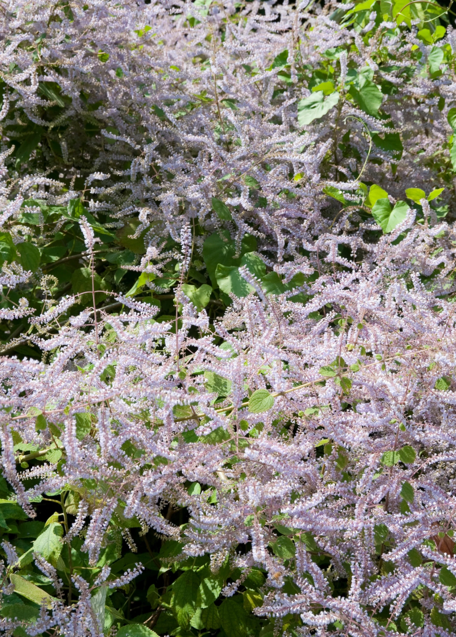 Iboza (Iboza Riparia) 1 Iboza (Iboza Riparia)