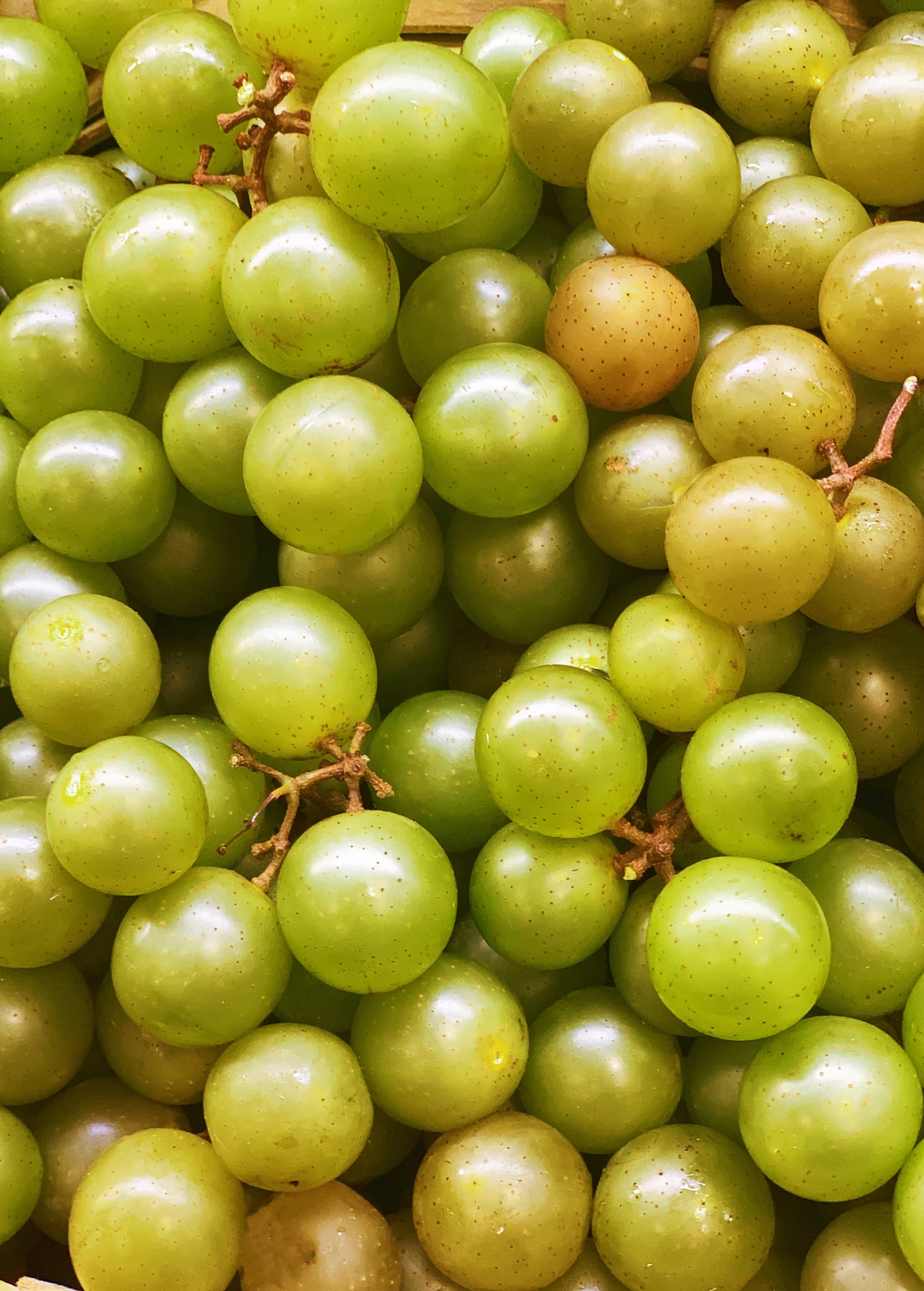 Muscadine Grape 'Welder' (Vitis Rotundifolia) 1 Muscadine Grape 'Welder' (Vitis Rotundifolia)