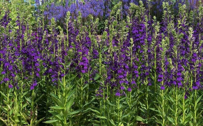 Starship Blue Cardinal Flower (Lobelia) - 6 Pack Of 1 Gallon Pots 4 Starship Blue Cardinal Flower (Lobelia) - 6 Pack Of 1 Gallon Pots - Image 4