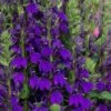 Starship Blue Cardinal Flower (Lobelia) - 1 Gallon Pot