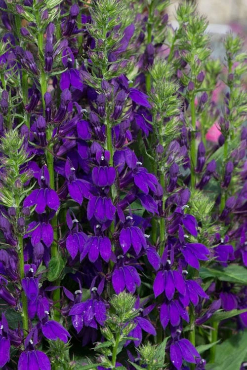 Starship Blue Cardinal Flower (Lobelia) - 6 Pack Of 1 Gallon Pots 1 Starship Blue Cardinal Flower (Lobelia) - 6 Pack Of 1 Gallon Pots