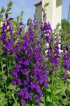 Starship Blue Cardinal Flower (Lobelia) - 6 Pack Of Quart Pots -Wilson Bros Gardens Shop lobelia speciosa starship sblue cardinal flower 1 1