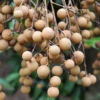 Longan, Pink 'Sri Chompoo' (Dimocarpus Longan)