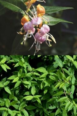 Candy Swirl Honeysuckle Vine (Lonicera) - 5 Gallon Pot -Wilson Bros Gardens Shop lonicera candy swirl honeysuckle vine 3