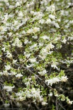 Fragrant Winter Honeysuckle Bush (Lonicera Fragrantissima) - 1 Gallon Pot -Wilson Bros Gardens Shop lonicera fragrantissima winter honeysuckle 14 1