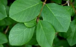 Fragrant Winter Honeysuckle Bush (Lonicera Fragrantissima) - 3 Gallon Pot -Wilson Bros Gardens Shop lonicera fragrantissima winter honeysuckle 18