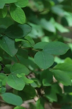 Fragrant Winter Honeysuckle Bush (Lonicera Fragrantissima) - 1 Gallon Pot -Wilson Bros Gardens Shop lonicera fragrantissima winter honeysuckle 19 1