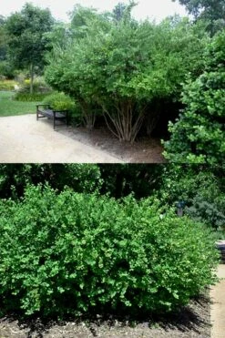 Fragrant Winter Honeysuckle Bush (Lonicera Fragrantissima) - 3 Gallon Pot -Wilson Bros Gardens Shop lonicera fragrantissima winter honeysuckle 22