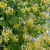 Hall's Hardy Honeysuckle Vine (Lonicera Japonica 'Halliana') - 2 Gallon Pot