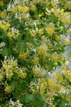 Hall's Hardy Honeysuckle Vine (Lonicera Japonica 'Halliana') - 2 Gallon Pot