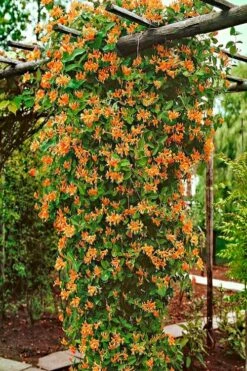 Mandarin Orange Honeysuckle Vine - 1 Gallon Pot -Wilson Bros Gardens Shop lonicera mandarin orange honeysuckle vine 10 4
