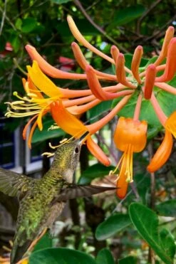 Mandarin Orange Honeysuckle Vine - 12" Pot -Wilson Bros Gardens Shop lonicera mandarin orange honeysuckle vine 14 1