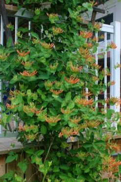 Mandarin Orange Honeysuckle Vine - 12" Pot -Wilson Bros Gardens Shop lonicera mandarin orange honeysuckle vine 20 1