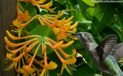 Mandarin Orange Honeysuckle Vine - 2 Gallon Pot -Wilson Bros Gardens Shop lonicera mandarin orange honeysuckle vine 23 3