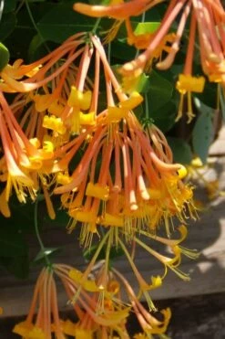 Mandarin Orange Honeysuckle Vine - 1 Gallon Pot -Wilson Bros Gardens Shop lonicera mandarin orange honeysuckle vine 27 4