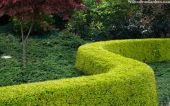 Thunderbolt Golden Box Honeysuckle - 3 Gallon Pot -Wilson Bros Gardens Shop lonicera nitida thunderbolt box honeysuckle 4