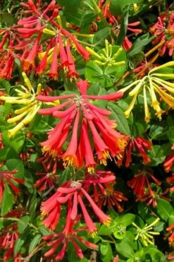 Honey Coral Red Trumpet Honeysuckle - 1 Gallon Pot -Wilson Bros Gardens Shop lonicera sempervirens honey coral red trumpet honeysuckle 1