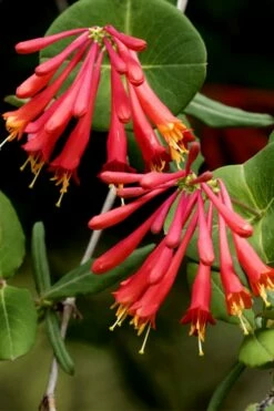 Honey Coral Red Trumpet Honeysuckle - 1 Gallon Pot -Wilson Bros Gardens Shop lonicera sempervirens honey coral red trumpet honeysuckle 4