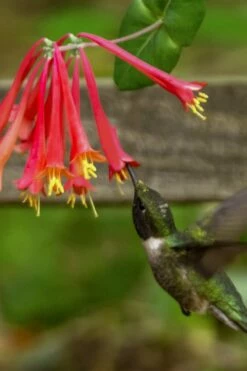 Honey Coral Red Trumpet Honeysuckle - 1 Gallon Pot -Wilson Bros Gardens Shop lonicera sempervirens honey coral red trumpet honeysuckle 7