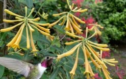 John Clayton Yellow Honeysuckle Vine - 2 Gallon Pot -Wilson Bros Gardens Shop lonicera sempervirens john clayton yellow trumpet honeysuckle 101