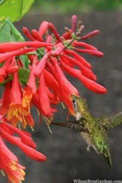 Leo Red Trumpet Honeysuckle - 3 Gallon Pot