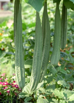 Loofah Gourd (Luffa Aegyptiaca) -Wilson Bros Gardens Shop loofah luffa gourd fruit on the vine 1