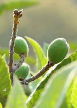 Loquat Seedling (Eriobotrya Japonica) -Wilson Bros Gardens Shop loquat 1 1610px X 2250px eb25ca78 dada 467a b09f b748363ea0e4
