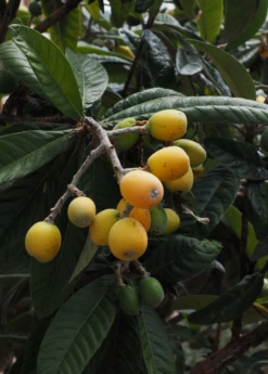Loquat 'Christmas' (Eriobotrya Japonica) -Wilson Bros Gardens Shop loquat 2 1610px X 2250px