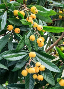 Loquat Seedling (Eriobotrya Japonica) -Wilson Bros Gardens Shop loquat 3 1610px X 2250px 07ddefb4 135b 467a 8f29 212165ddb016