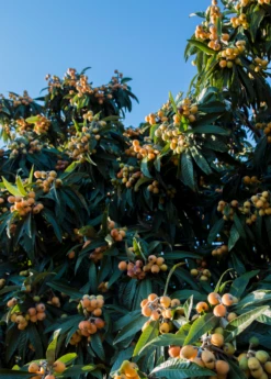 Loquat 'Christmas' (Eriobotrya Japonica) -Wilson Bros Gardens Shop loquat tree