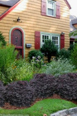 Cerise Charm Dwarf Loropetalum - 3 Gallon Pot -Wilson Bros Gardens Shop loropetalum cerise charm 3 1